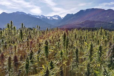 Research Traces Cannabis Plant Origins to the Tibetan Plateau 28 Million Years Ago logo