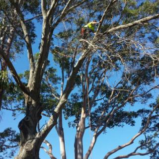 Tree Pruning Services Sydney logo