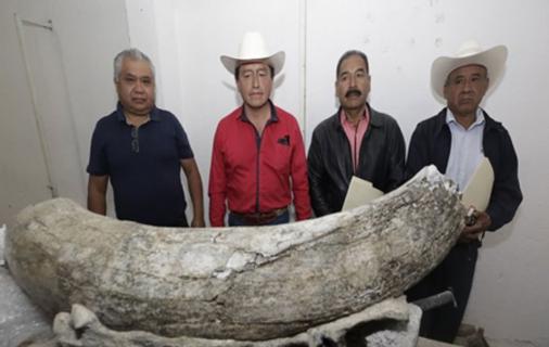 Ice Age Mammoth, Camelid and Giant Wolf Fossils Found in Mexico logo