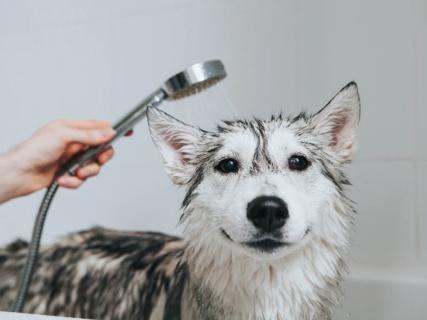 Step-by-Step Guide to Bathing and Shampooing Your Pet logo