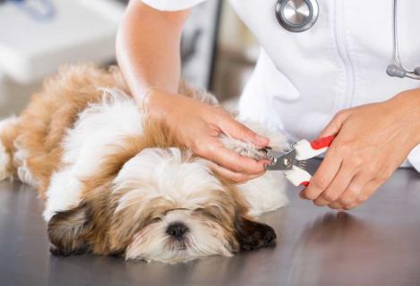 Pet Nail Trimming: Common Mistakes to Avoid logo