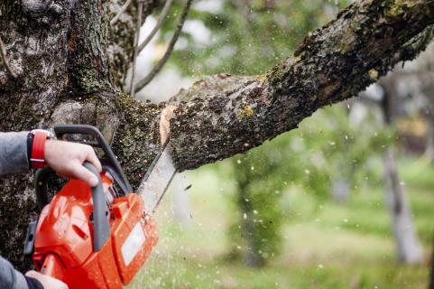 Tree removal, Pruning & grinding Services Provider logo