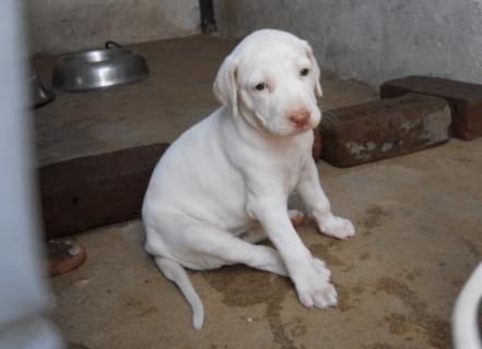 RAJAPALAYAM DOG logo