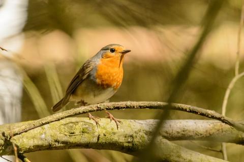 BirdzFly- is a study or Research Center on Birds or Nature logo