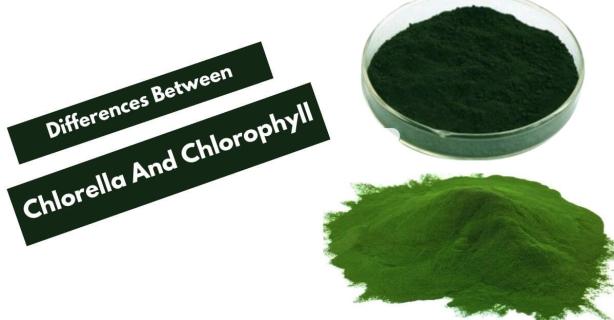 Differences Between Chlorella And Chlorophyll [Detailed Review] logo