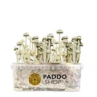 Paddo.shop logo