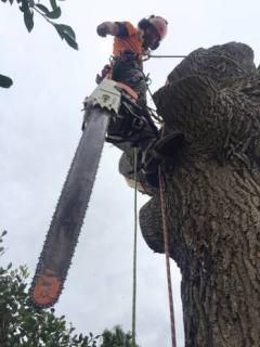 Newcastle Tree Removal - Cutting Edge Tree Maintenance logo